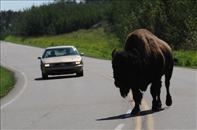 Elk Island NP